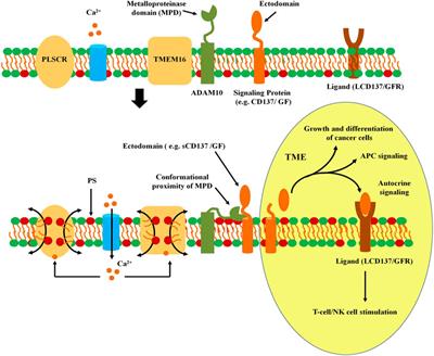 Phospholipid Scramblases: Role in Cancer Progression and Anticancer Therapeutics